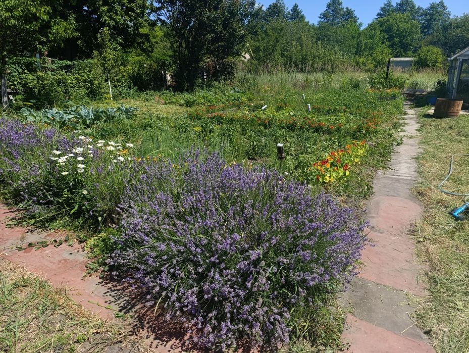 Дача біля Чепеліївки