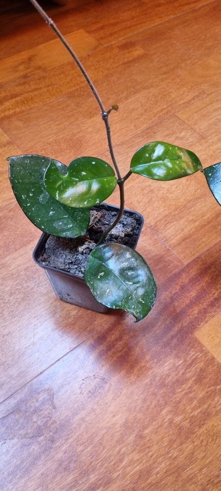 Hoya carnosa -  Hoja Różowa roślina w doniczce P-9