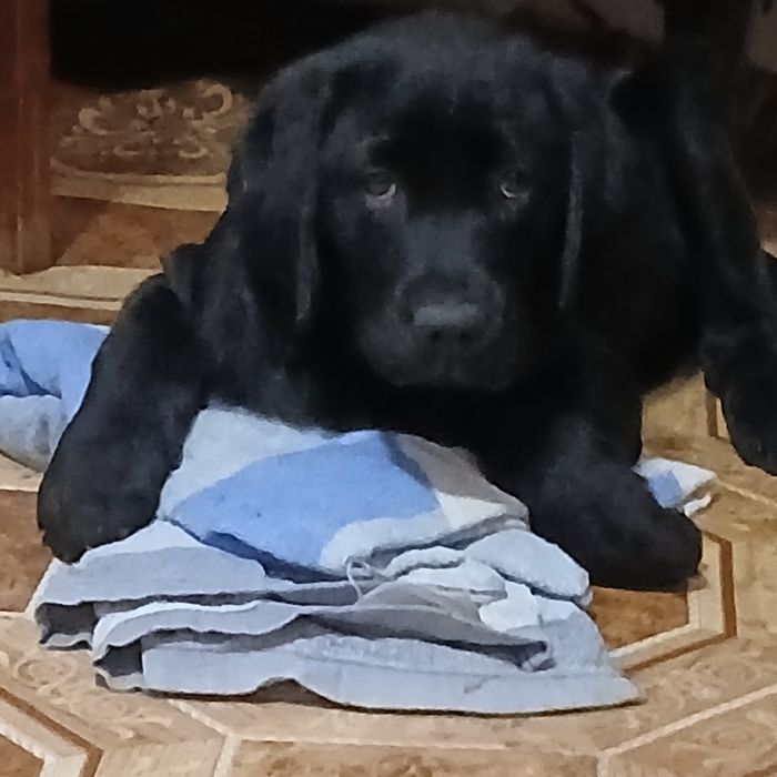 Дівчинка лабрадор чорного кольору  чекає на своїх люблячих господарів