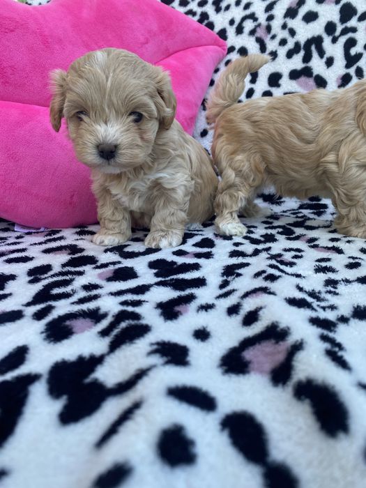 Vip якості мальтипу ф1