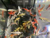 Karp Koi "Butterfly" 10-15 cm minimalny zakup 5 szt