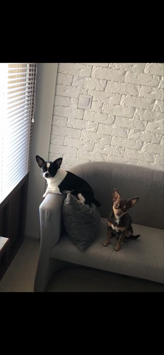 Продаються цуценята Чихуахуа