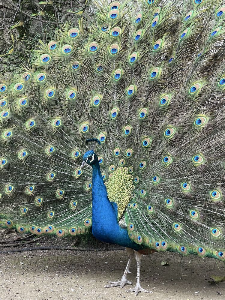 Ovos de pavão azul