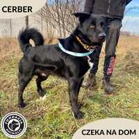 Cerber czeka na dom