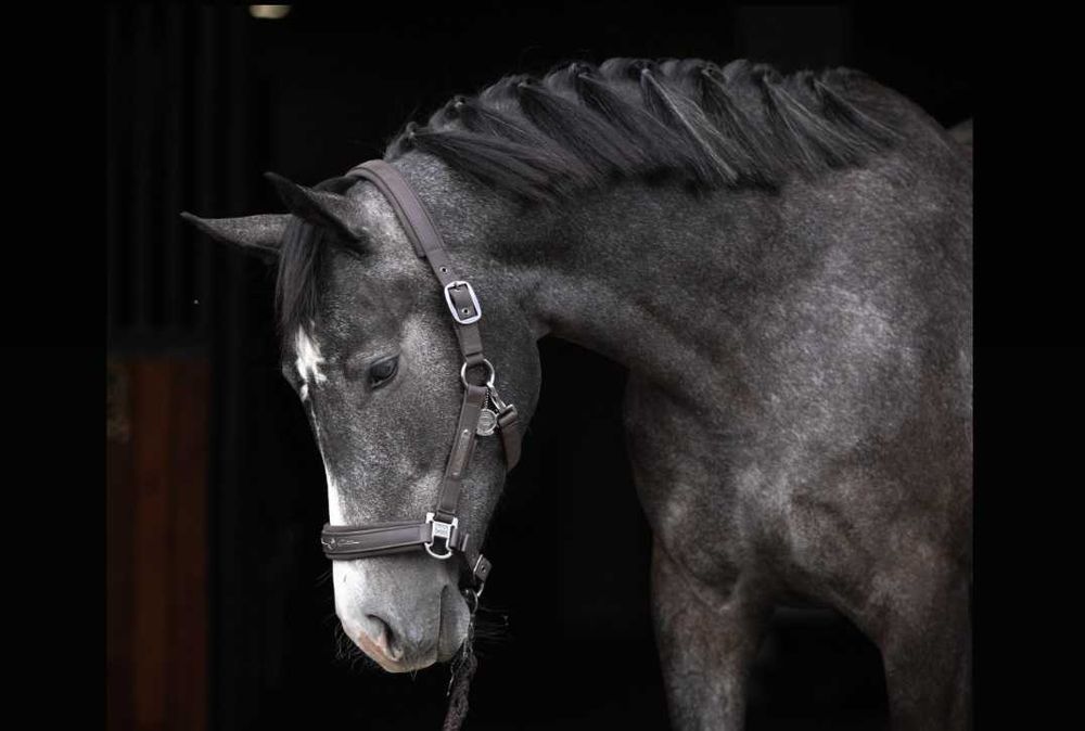 Вестфальська кобила