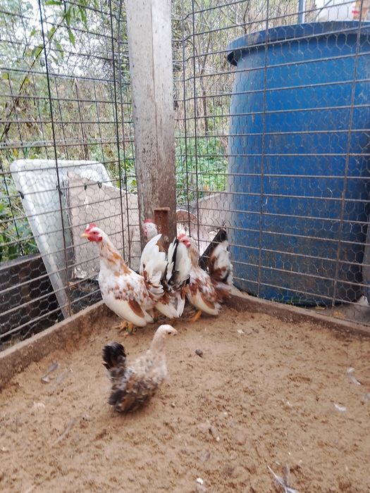 Koguty serama seramy