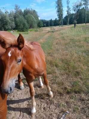 Sprzedam 6letnią Klacz zaźrebioną ze źrebakiem