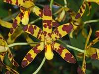 Vendo Orquídea Ansellia africana