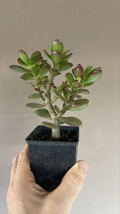 Бонсай. Крассула минор и др. Сорта