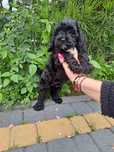 Sunia cockapoo polecam