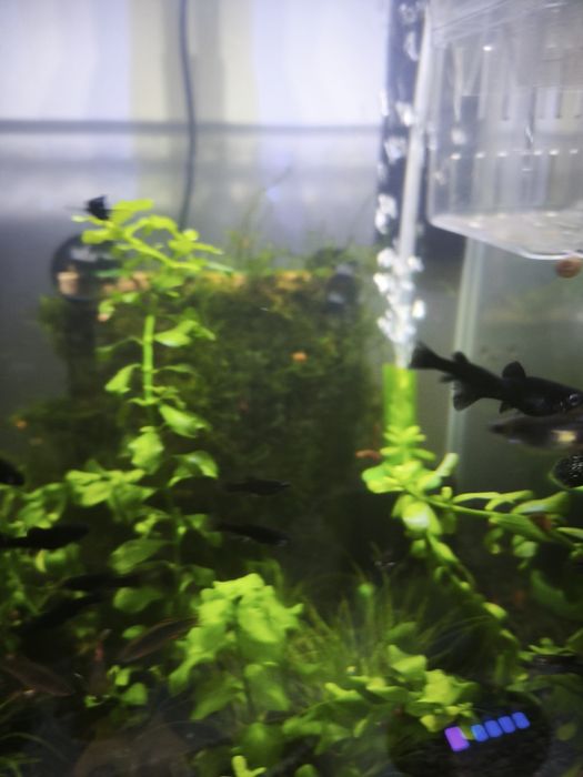 Молінезія чорна та мікс