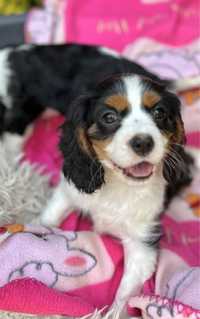 Cavalier king charles spaniel piesek szczenię