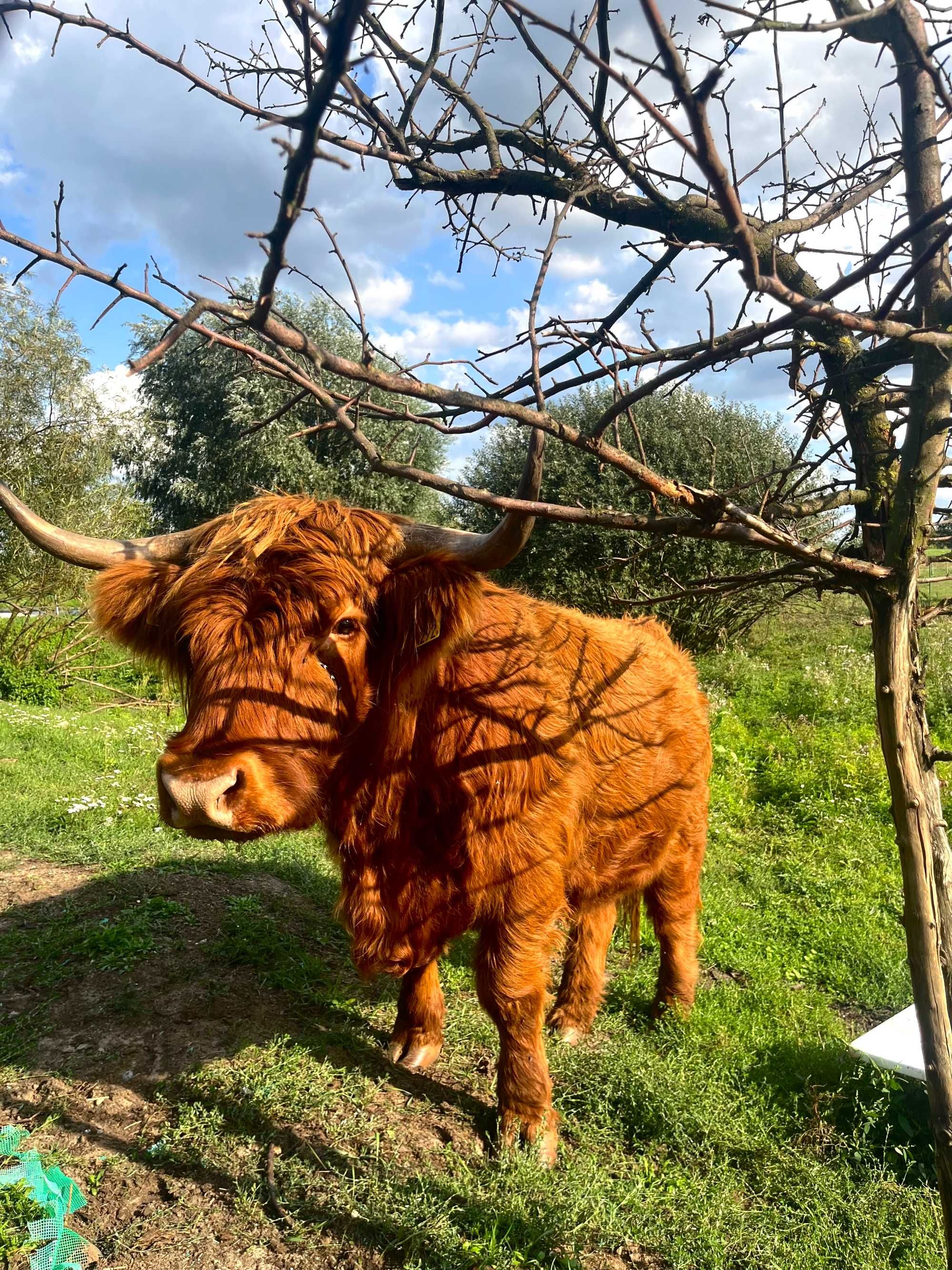 Sprzedam bydło Szkockie Highland 100% rasy