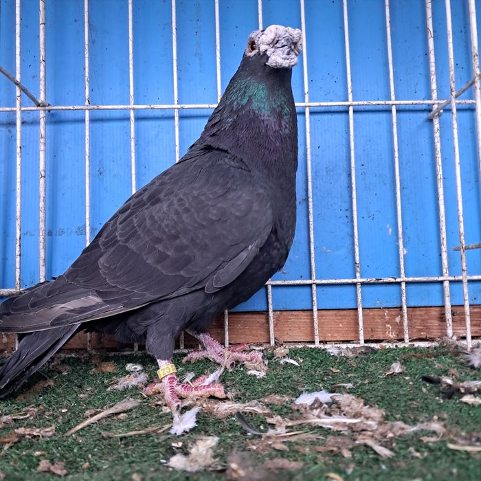 Dragon dragony możliwy transport