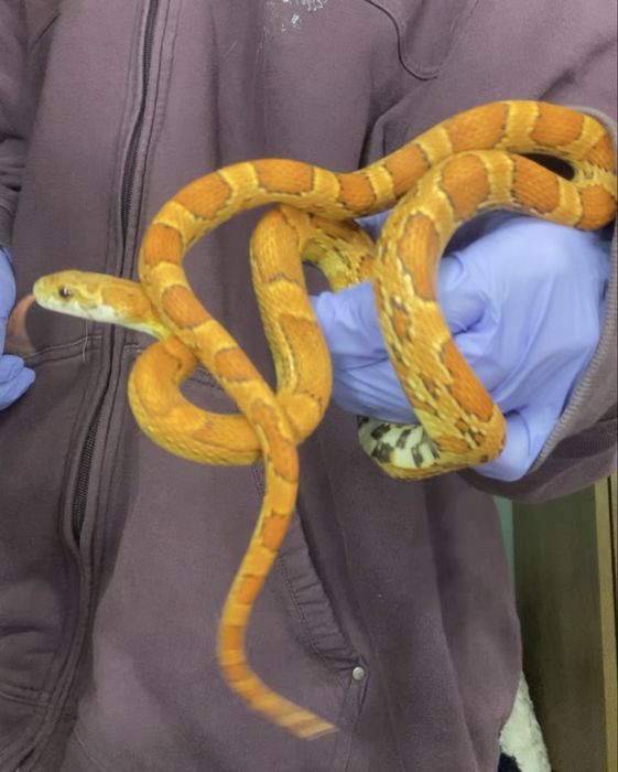 Wąż zbożowy dorosly CB2023