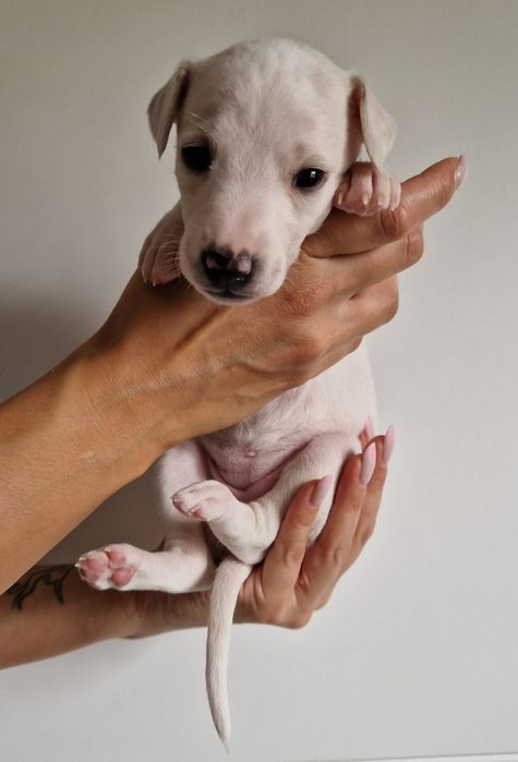 Suczka Chart Angielski Whippet FCI