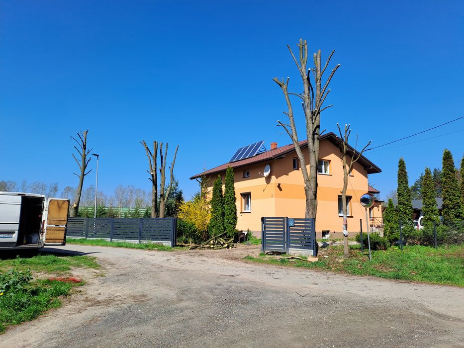 Wycinka drzew usługi rębakiem