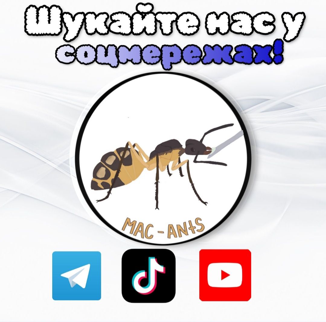 Экзотические муравьи camponotus turkestanicus.  Муравьиная ферма