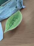 Mydelniczka liść zielona hand made