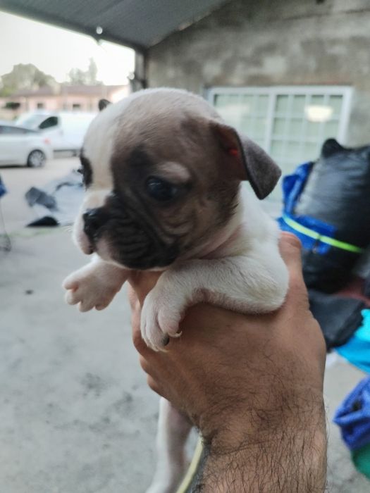 Lindo macho buldogue francês