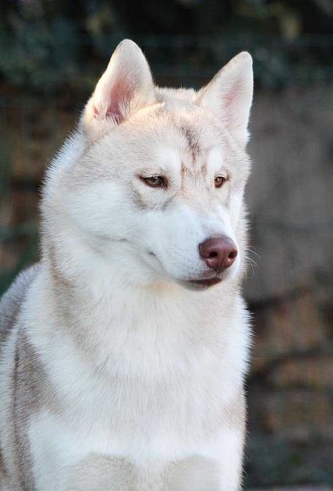 Мальчик Сибирский хаски