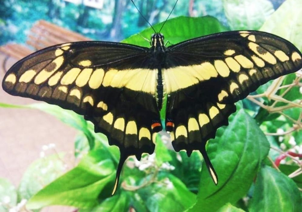 Подарункові набори з лялечками метеликів