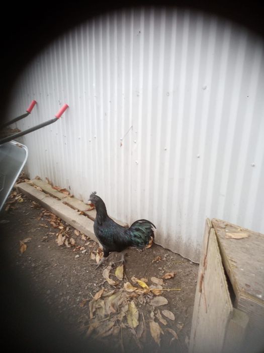 Koguty Ayam Cemani półroczne 4 sztuki