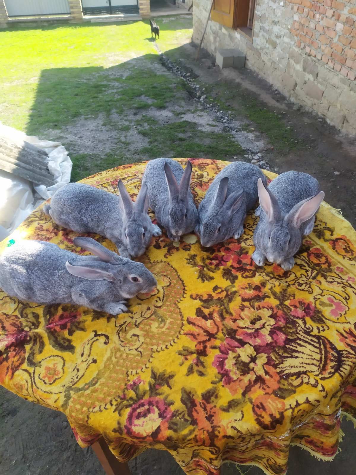 Радянська Шиншила