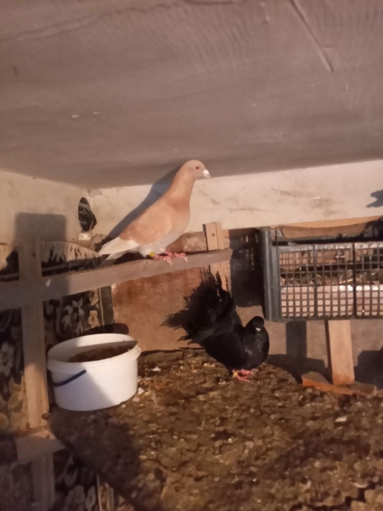 Продаєтся домашня птиця