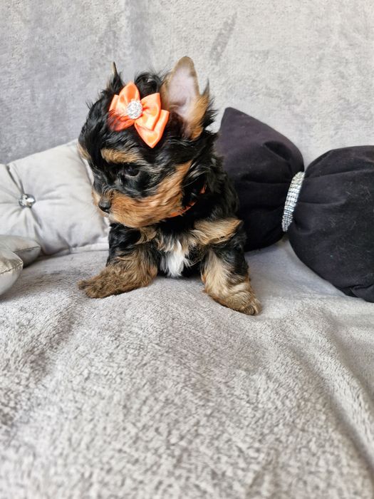 Yorkshire terrier, śliczny piesek bez wad