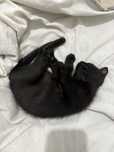 Gatinho preto bebé para adoção