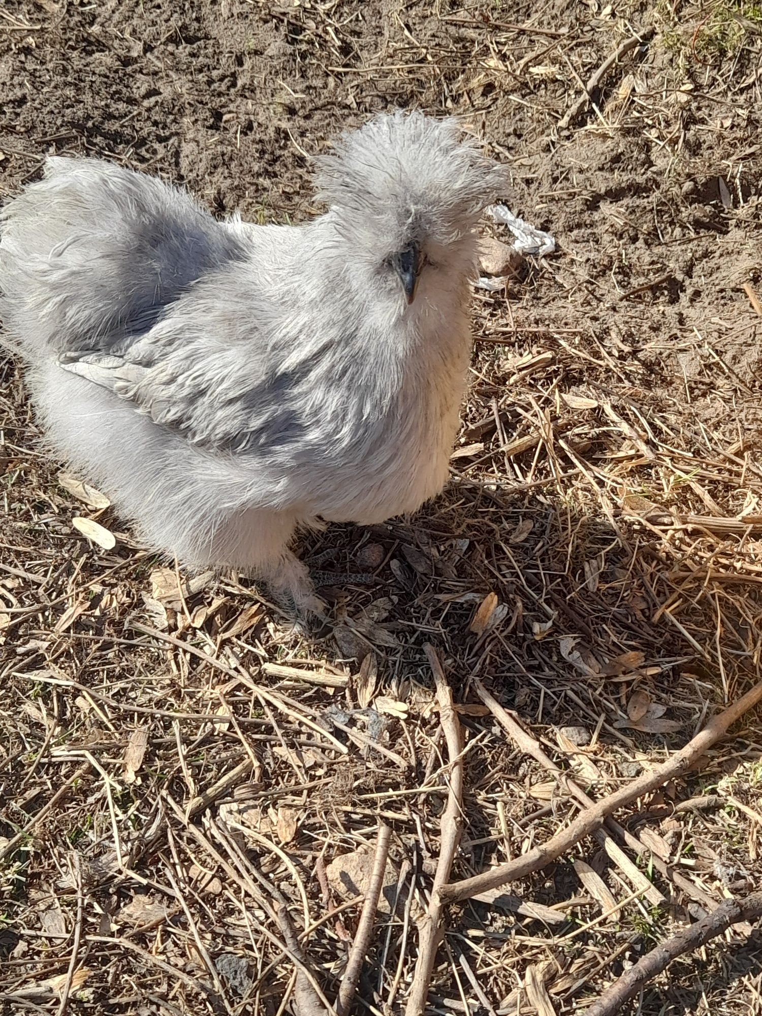 Kury Ayam cenami, Silka, sułtan, czubatka,kochin, rajskie jaja jajka l