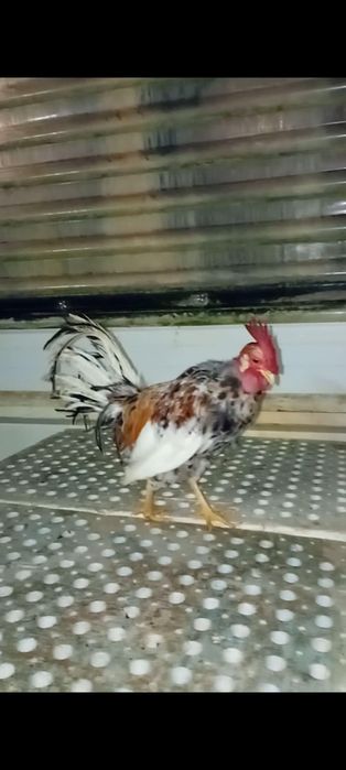 Galo mini garnizé careca