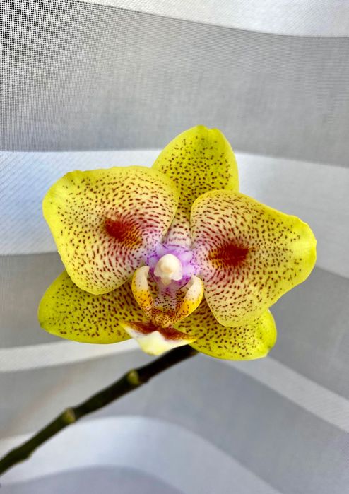 Орхідея сортова метелик, азіат.