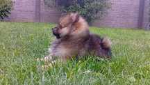 Pomeranian szpic miniaturowy - dziewczynka
