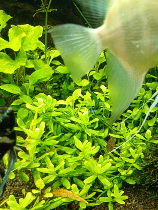 Hedyotis Salzmanii