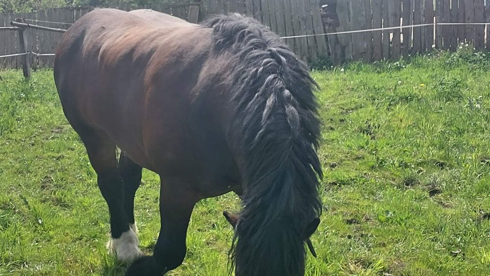 Ogier zimnokrwisty Igon