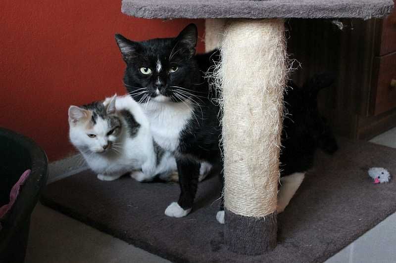 Jasiek,ok 8 letni kocurek czeka na adopcję,tylko na dokocenie.