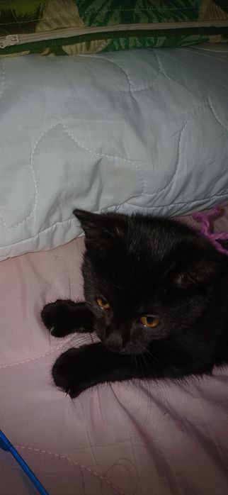 Kotek do dobrego domu