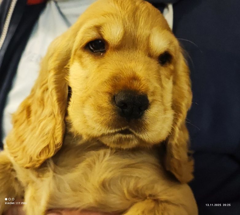 Cocker spaniel angielski