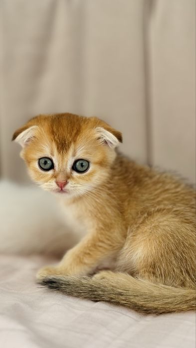 Золоті малюки в улюбленці