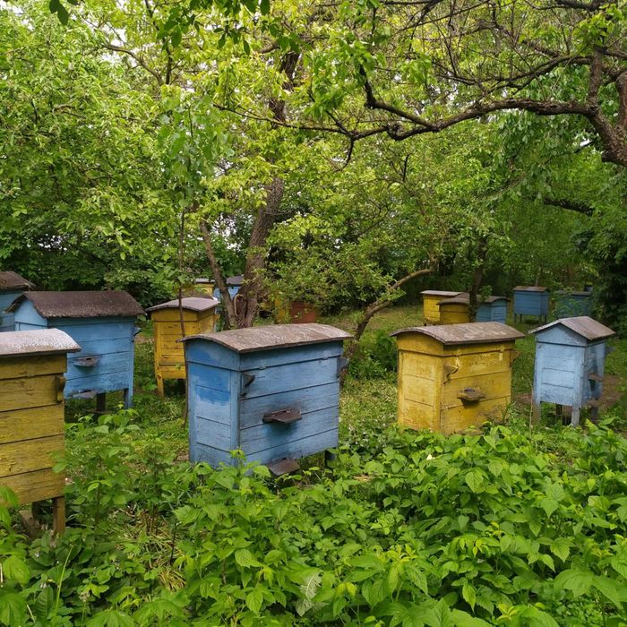 Ule warszawskie zwykłe