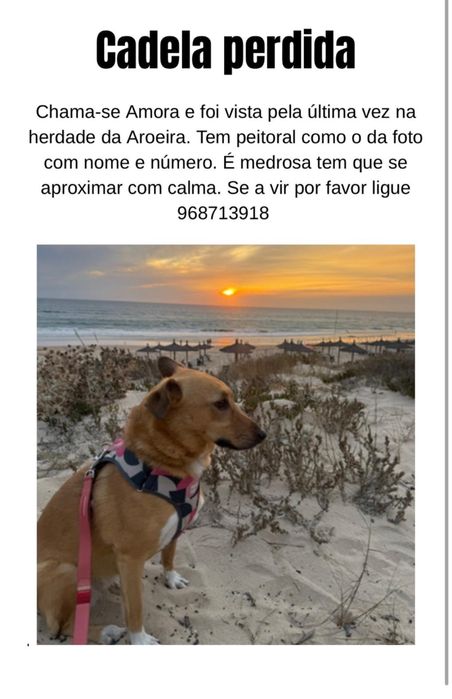 Cadela perdida na aroeira / charneca da caparica