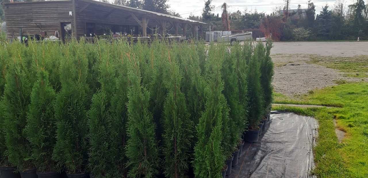 Tuja Szmaragd 100CM Wys hodowane w doniczce THUJA SMARAGD