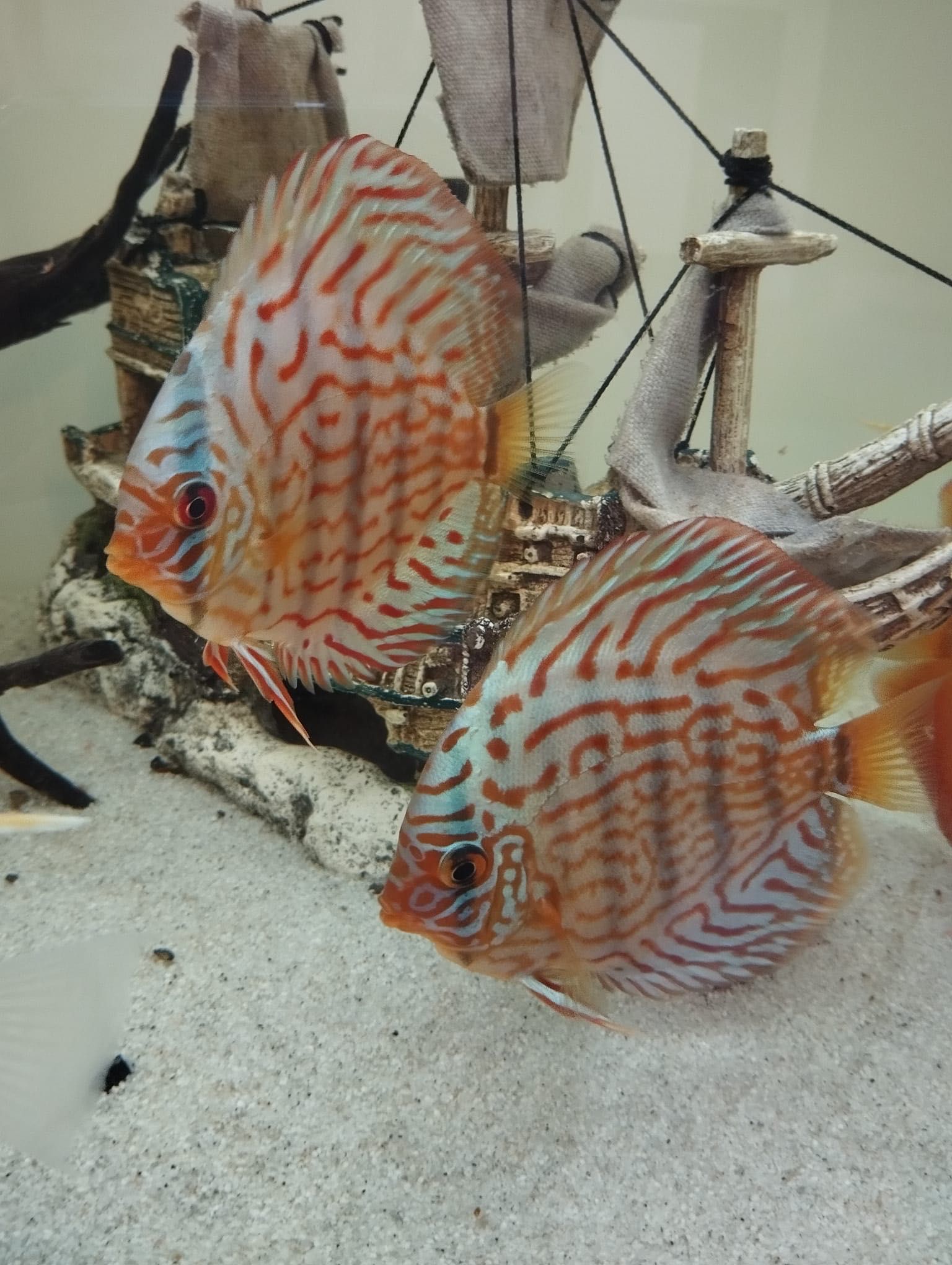 Discus red turquoise