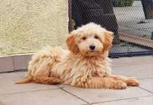 Suczka Goldendoodle F1 Standard [rodzice FCI)