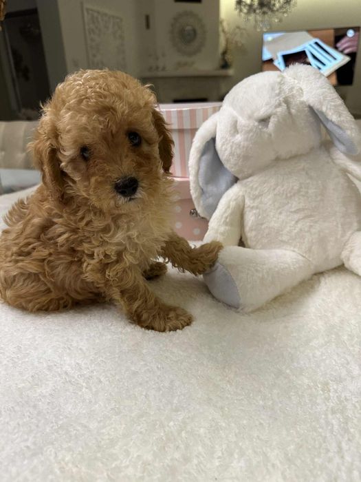 Przesliczny chlopiec Pudel miniatura płowy