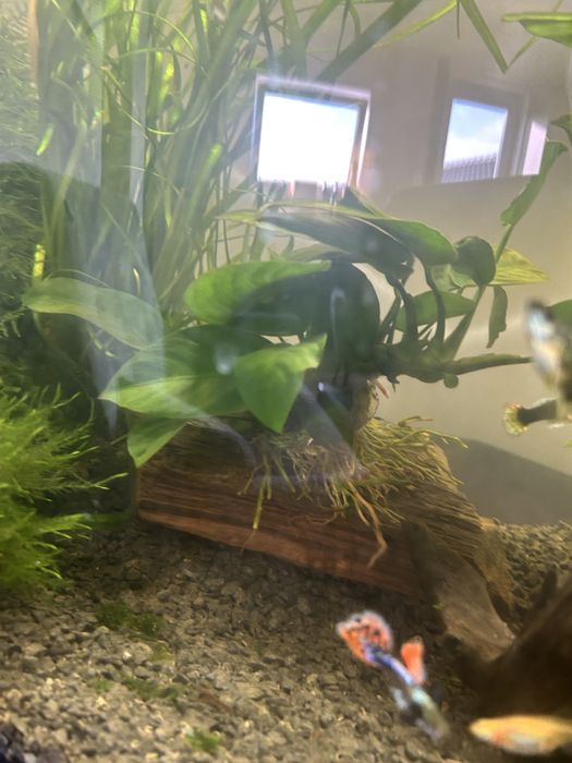 Akwarium 60l panorama - nowe - caly zestaw - 80 rybek wartości 600 zł