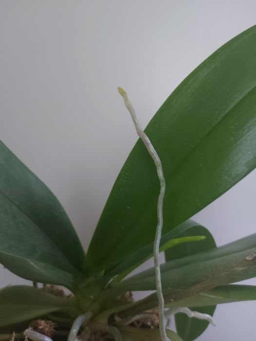 Орхідея метелик Drim Diаmond