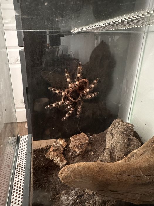 Acanthoscurria geniculata  8-9DC